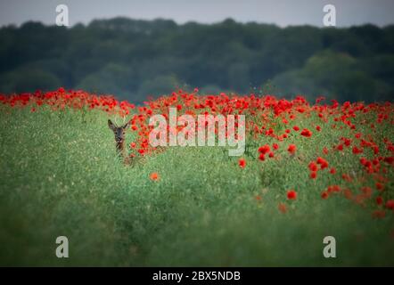 Dorchester, Dorset, Royaume-Uni. 5 juin 2020. Météo Royaume-Uni. Un cerf se promène dans un champ de pavot rouge vivant dans West Dorset. Crédit : DTNews/Alay Live Banque D'Images