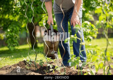 Homme senior arroser les plants de tomates dans son immense jardin, concept de jardinage Banque D'Images