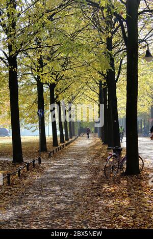 Promenade Muenster en automne avec des feuilles dorées qui brillent au soleil. Femme marchant chien et vélo s'inclinant sur l'arbre. Concept d'automne confortable Banque D'Images