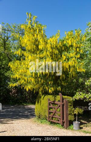 Arbre Laburnum jaunes savent également comme une chaîne d'or arbre. Hampshire, Angleterre, Royaume-Uni. Banque D'Images