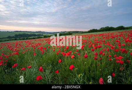 Dorchester, Dorset, Royaume-Uni. 5 juin 2020. Météo Royaume-Uni. Champ de pavot rouge vif dans West Dorset. Crédit : DTNews/Alay Live Banque D'Images