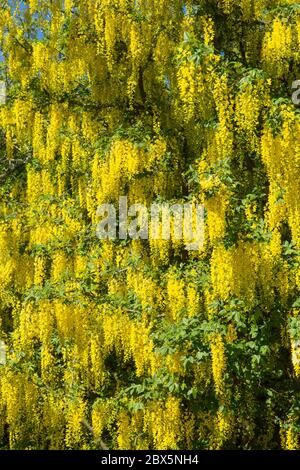 Arbre Laburnum jaunes savent également comme une chaîne d'or arbre. Hampshire, Angleterre, Royaume-Uni. Banque D'Images