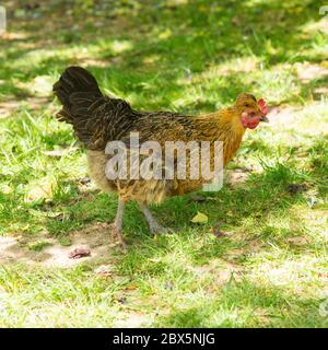 Bantam hen, Medstead, Alton, Hampshire, Angleterre, Royaume-Uni. Banque D'Images