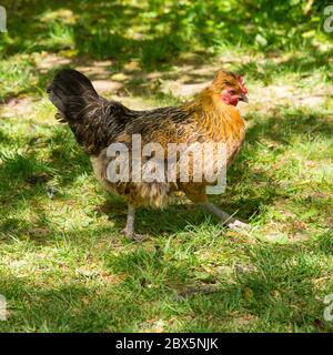 Bantam hen, Medstead, Alton, Hampshire, Angleterre, Royaume-Uni. Banque D'Images