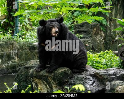 Gros plan asiatique Black Bear est assis sur un rocher Banque D'Images