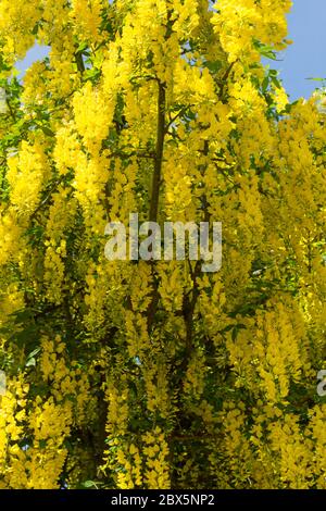 Arbre Laburnum jaunes savent également comme une chaîne d'or arbre. Hampshire, Angleterre, Royaume-Uni. Banque D'Images