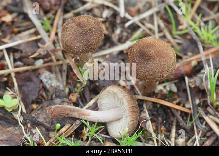 Inocybe lacera, communément connue sous le nom de champignons sauvages, fibrecap déchiré de la Finlande Banque D'Images