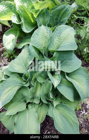 Hosta 'Color' Banque D'Images