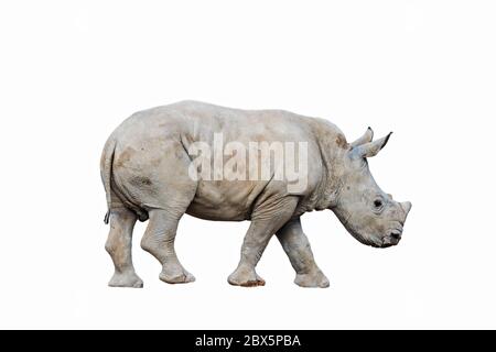 Rhinocéros blanc (Ceratotherium simum) mollet sur fond blanc Banque D'Images