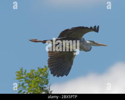 Un héron gris (Ardea cinerea) volant contre un ciel bleu à Daisy NOOK à Manchester, au Royaume-Uni Banque D'Images