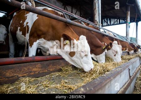 Beaucoup de vaches mangeant un peu de nourriture sur l'énorme ferme de vache, concept d'agriculture, agriculture Banque D'Images