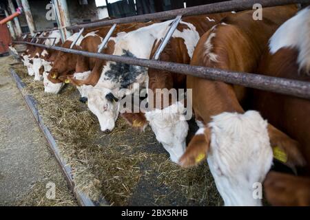 Beaucoup de vaches mangeant un peu de nourriture sur l'énorme ferme de vache, concept d'agriculture, agriculture Banque D'Images