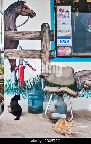 Chats à l'ouest des peintures murales à la boutique en front de route et café Contreras sur l'autoroute US-59 près de Laredo, Texas, Etats-Unis Banque D'Images