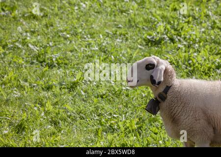 Brebis Brillenschaf dans un pâturage de montagne italien Banque D'Images