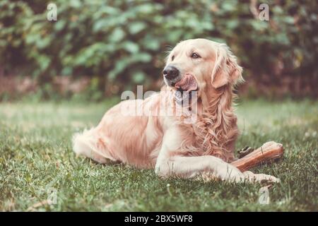 Mignon Golden retriever jouer, manger avec l'os consiste en une peau de porc sur l'immense jardin, regardant heureux, mammifère Banque D'Images