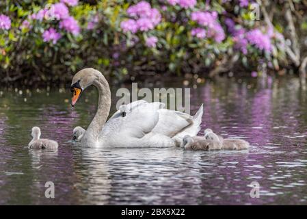 Mute Swan, Cygnus olor portant un cygnet, et avec des cygètes de bébé, sur un étang au Royaume-Uni Banque D'Images