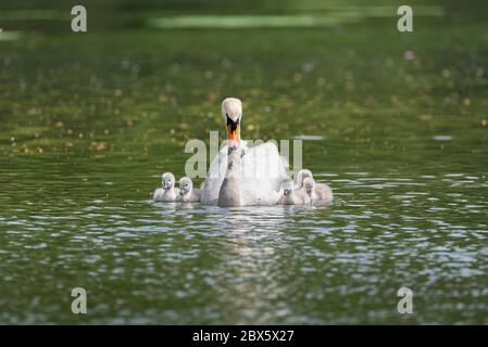 Mute Swan, Cygnus olor portant un cygnet, et avec des cygètes de bébé, sur un étang au Royaume-Uni Banque D'Images