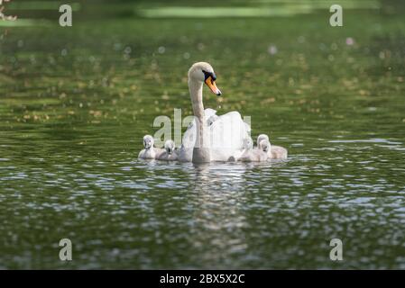 Mute Swan, Cygnus olor portant un cygnet, et avec des cygètes de bébé, sur un étang au Royaume-Uni Banque D'Images