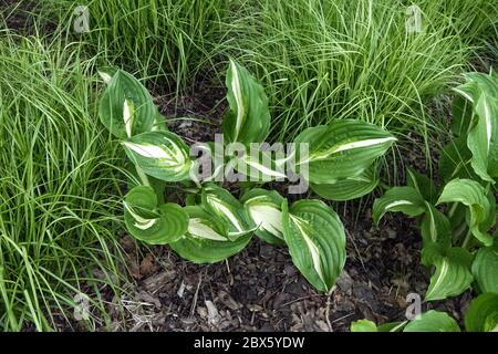 Hostaa Middle Ridge, herbe Carex Banque D'Images