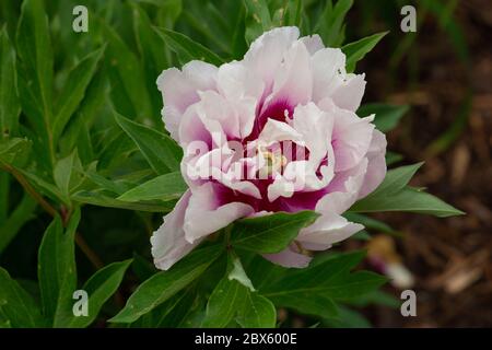 Fleur parfumée de la vision pivoine itoh des prunes de sucre Banque D'Images