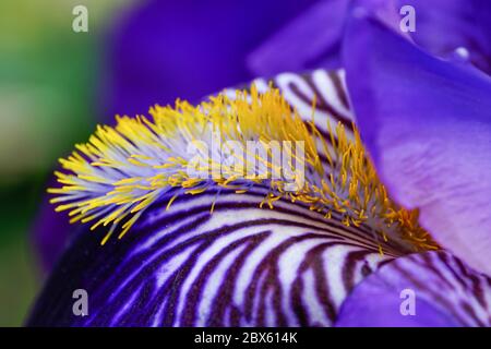 Un bel iris barbu en bleu foncé avec ses veines, l'automne et une superbe barbe jaune. Un gros plan très détaillé, tourné dans mon jardin en juin. Banque D'Images