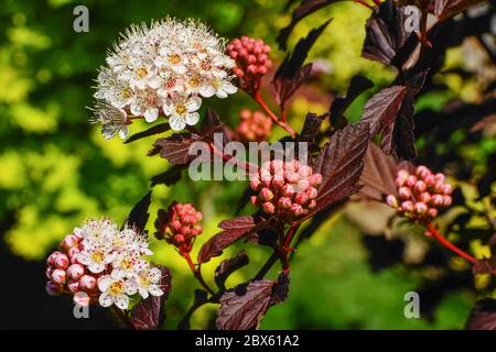 Milieu de l'iris barbu. Un gros plan de cette belle plante en violet. Banque D'Images