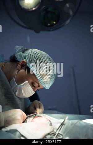 Le vétérinaire féminin se tient sous les lumières chirurgicales, fait la chirurgie de stérilisation de chat et rase la plaie, vétérinaire tenant une aiguille dans ses mains. Vétérinaire Banque D'Images