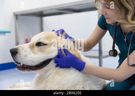 La fermeture du vétérinaire vérifie l'oreille d'un chien de berger d'asie centrale. Chien en examen médical. Vétérinaire faisant la procédure d'inspection de l'auri Banque D'Images