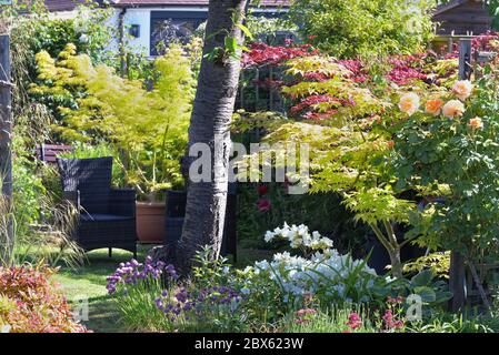 Un jardin arrière de banlieue très luxuriant et coloré pris dans la lumière du soleil tôt le matin, Shepperton Surrey, Royaume-Uni Banque D'Images