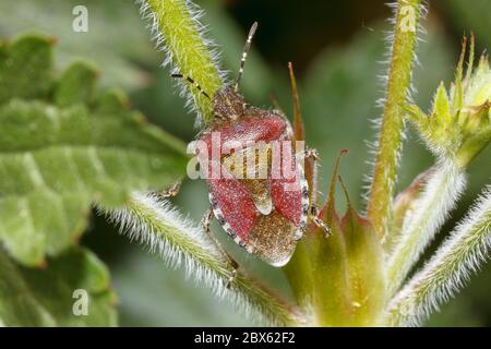 Coccinelle (Dolycoris baccarum) Sussex, jardin britannique Banque D'Images