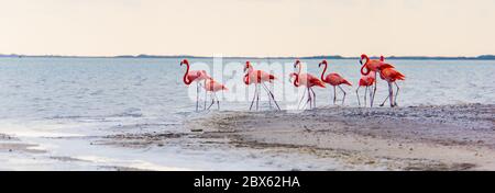 Flamants roses sur le lagon de la réserve naturelle de Ria Lagartos Banque D'Images