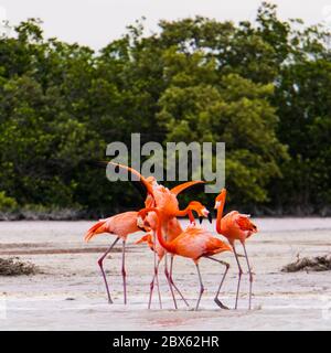 Flamants roses sur le lagon de la réserve naturelle de Ria Lagartos Banque D'Images