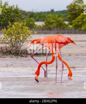 Flamants roses sur le lagon de la réserve naturelle de Ria Lagartos Banque D'Images