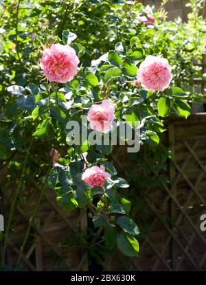 Pirouette Rose Banque D'Images