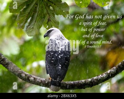 Des versets bibliques inspirants, encourageants et exaltantes imprimés sur de magnifiques photographies d'oiseaux. Banque D'Images
