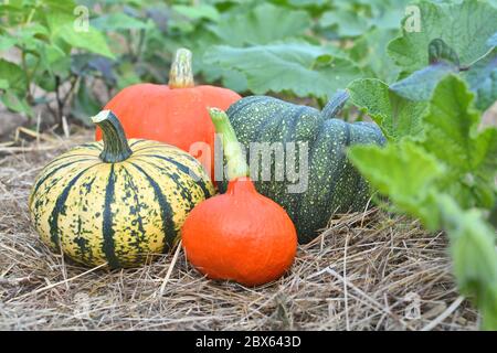 Les courges et les citrouilles d'hiver récoltées et récoltées dans le jardin Banque D'Images