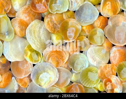 Gros plan d'un assortiment coloré de coquillages translucides Jingle (Anomia Ephippium) recueillis sur les plages de Cape Cod. Image d'arrière-plan possible. Banque D'Images