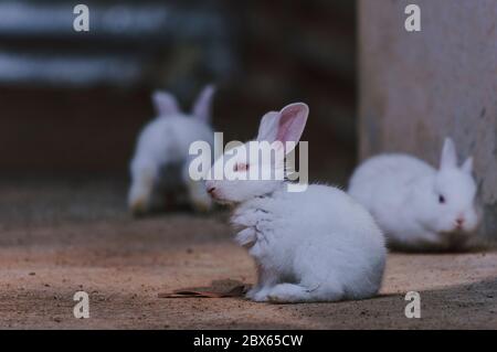 Jolie et belle aire de jeux pour petits lapins Banque D'Images