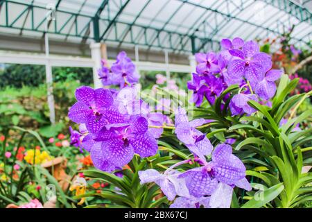 Les orchidées de couleur pourpre belles fleurs à l'intérieur du jardin botanique il est symbole de la Thaïlande. Banque D'Images