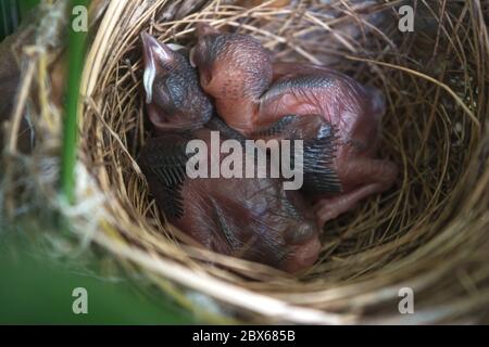 Oiseau nouveau-né sans plumes. Oiseaux dormant dans le nid attendant que la mère apporte de la nourriture. Banque D'Images