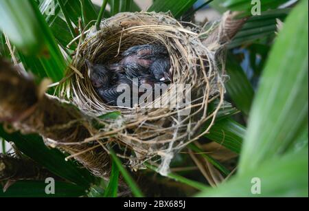 Les petits oiseaux dormant dans le nid attendent que la mère apporte de la nourriture. Banque D'Images