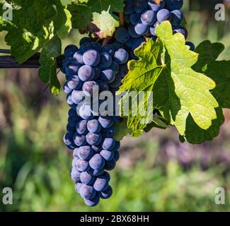 des grappes de raisins rouges prêtes à récolter dans le vignoble pour la fabrication du vin Banque D'Images