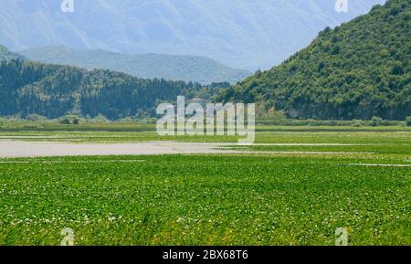 Lac Skadar au Monténégro (également appelé Lac Scutari, Lac Shkoder, Lac Shkodra) Banque D'Images