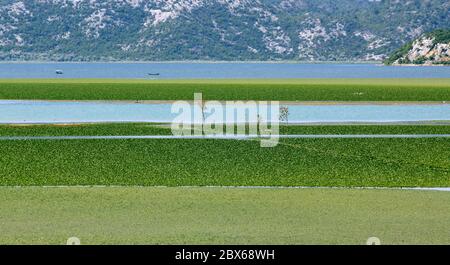 Lac Skadar au Monténégro (également appelé Lac Scutari, Lac Shkoder, Lac Shkodra) Banque D'Images