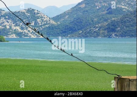 Lac Skadar au Monténégro (également appelé Lac Scutari, Lac Shkoder, Lac Shkodra) Banque D'Images