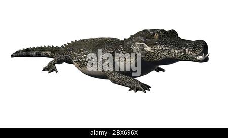 crocodile - isolé sur fond blanc Banque D'Images