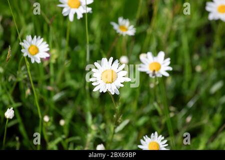 Fleurs sauvages de camomille sur la prairie, gros plan. Fleurir au printemps. Banque D'Images