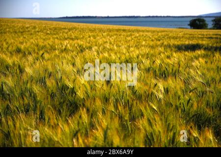 Les champs de blé reflètent la lumière du soleil de mai dans une teinte jaune intense. En arrière-plan, vous pourrez voir les étangs de Villeneuve-lès-Maguelone (France). Banque D'Images