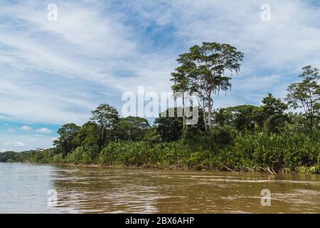 paysage tropical, amazone, bord de rivière, bassins de tilapia, vert persistant, arbres Banque D'Images