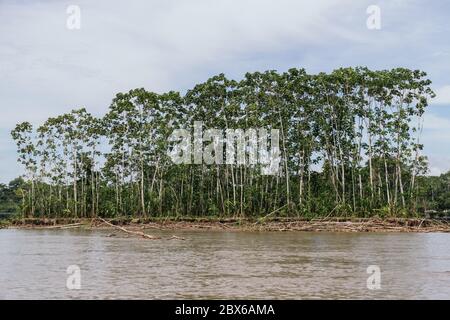 paysage tropical, amazone, bord de rivière, bassins de tilapia, vert persistant, arbres Banque D'Images